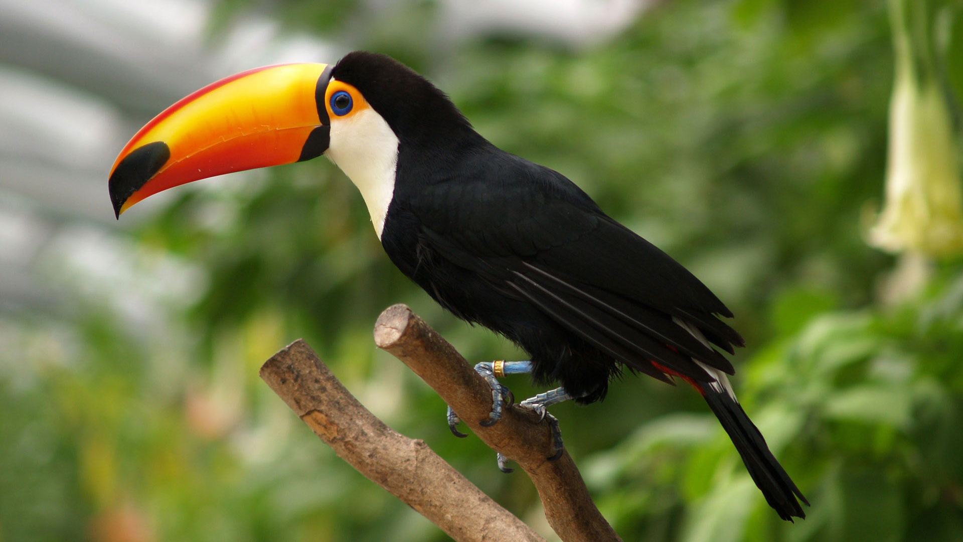 Большой тукан, или перцеяд токо (Ramphastos toco)